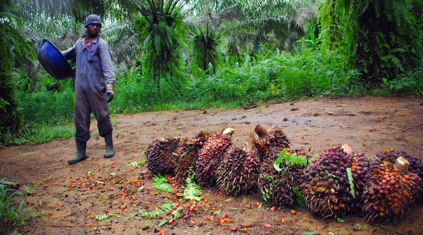 L'Agriculture et l'Économie dans la Vie Rurale au Cameroun