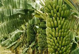 MILLIONNAIRE GRACE A LA BANANE PLANTAIN!!!!!